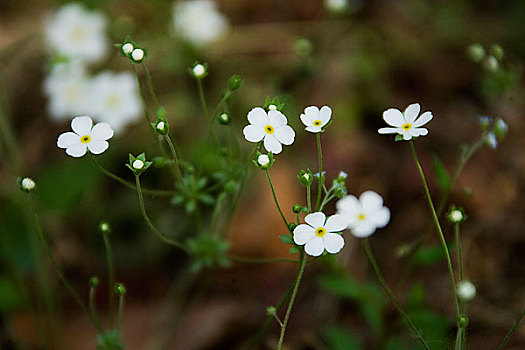 鲜花