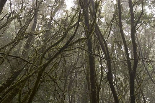 加拉霍艾国家公园,月桂树