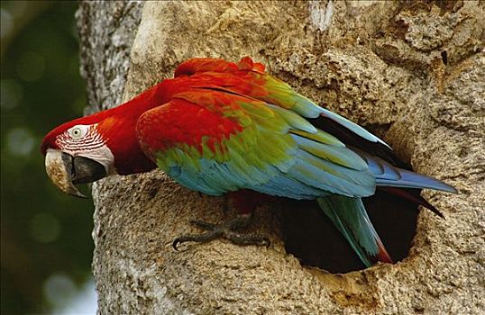 红绿金刚鹦鹉,绿翅金刚鹦鹉,成年,出现,巢穴,中心,潘塔纳尔,南马托格罗索州,巴西,南美