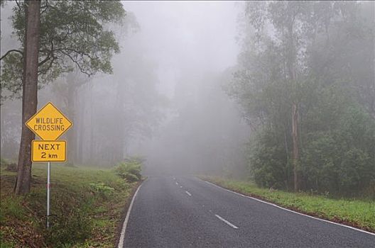 林道,雾,丹顿农山脉,维多利亚,澳大利亚