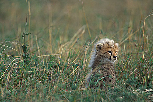 非洲,肯尼亚,马塞马拉野生动物保护区,年轻,小猎豹,猎豹,休息,热带草原,高草