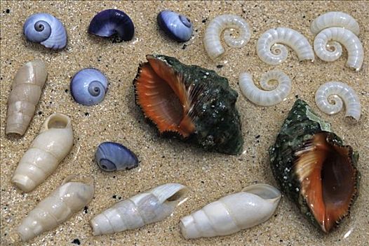 海蜗牛,安放,壳,几个,物种,海滩