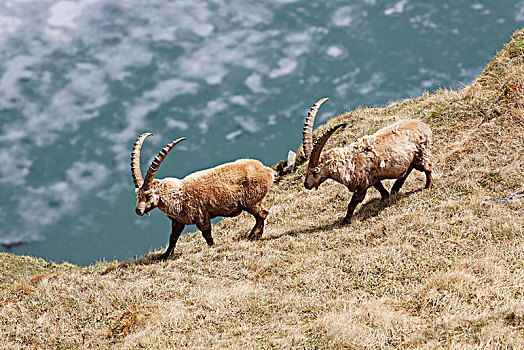 阿尔卑斯野山羊,羱羊,高,陶安,国家公园,海里根布鲁特,卡林西亚,奥地利,欧洲