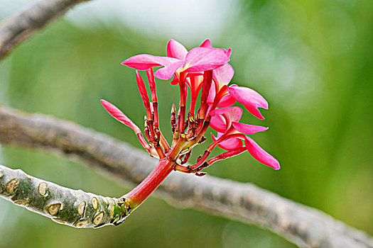 鸡蛋花,花卉,鲜花