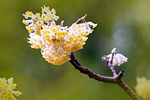 结香花