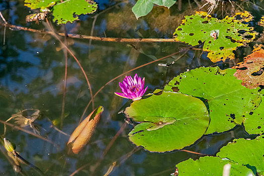 水塘紫色睡莲花卉生态植物环境