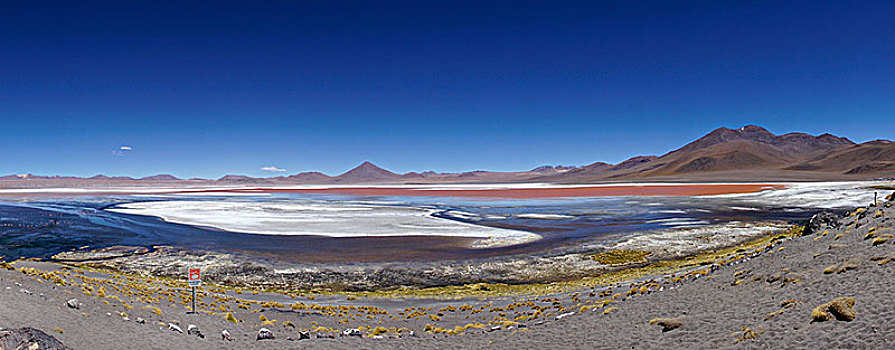 玩,彩色,泻湖,动物,高原,玻利维亚,南美