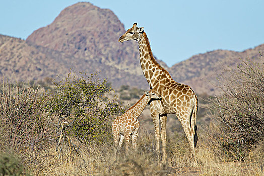 长颈鹿,幼兽,埃托沙国家公园,纳米比亚,非洲