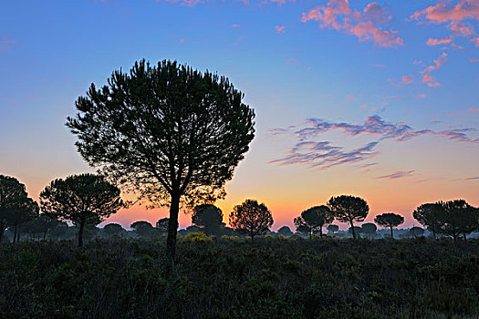 多尼亚纳国家公园,日出,韦尔瓦省,安达卢西亚,西班牙