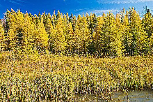 秋色,树,山,省立公园,曼尼托巴,加拿大