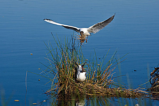 黑头鸥,飞,外皮,国家公园,荷兰