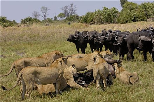 非洲狮,狮子,南非水牛,非洲水牛,非洲