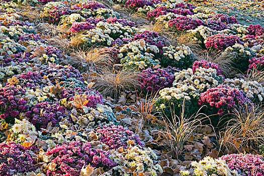 勒奴地耶地区,魁北克,加拿大,一年生植物,花,花园,遮盖,早,秋天,霜