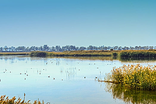 沙湖湿地景观