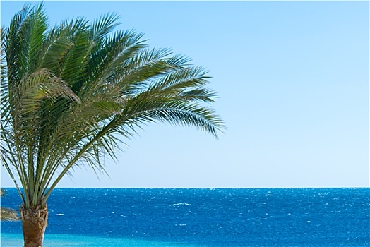 棕榈树,海洋