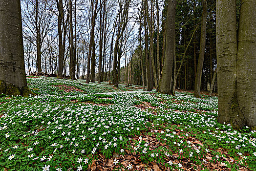 树林,白头翁,银莲花属,春天,奥登瓦尔德,德国
