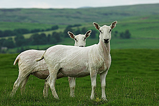 骡子,母羊,苏格兰边境