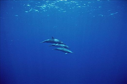 飞旋海豚,长吻原海豚,三个,游泳,巴西