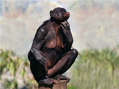 雌性,倭黑猩猩