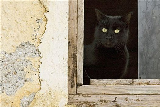 黑猫,窗户,谷仓