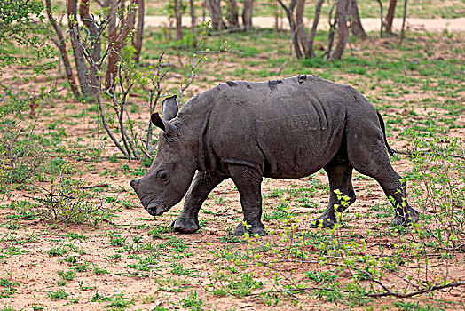白犀牛,小动物,跑,厚皮动物,沙子,禁猎区,克鲁格国家公园,南非,非洲