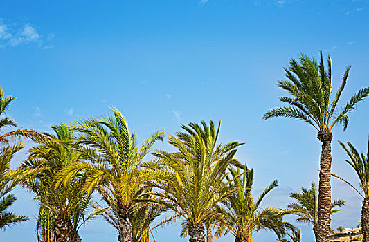 地中海,棕榈树,蓝色背景,天空