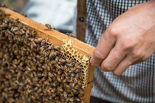 养蜂人和蜜蜂,养蜂人拿起蜂窝里的充满蜜蜂的木板,收获蜂蜜