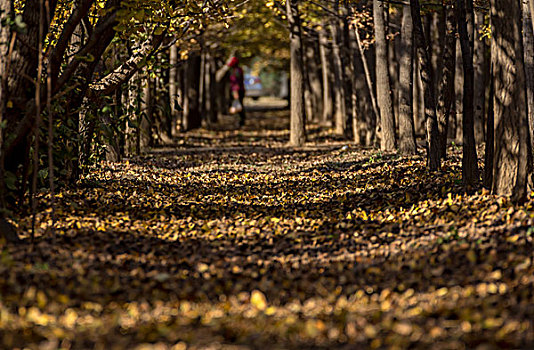 银杏树林中由落叶构成的通道
