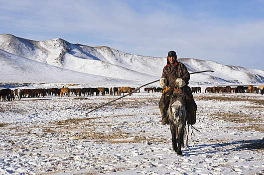 蒙古,靠近,乌兰巴托,蒙古人,马,牧人,冬天