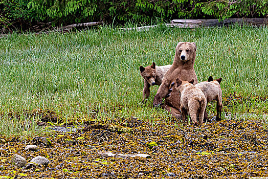 大灰熊,妈妈,哺乳,幼兽,小湾,不列颠哥伦比亚省,加拿大