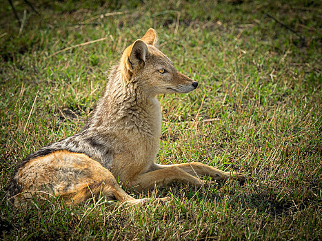 黑背狐狼,黑背豺,看,莫雷米禁猎区,博茨瓦纳,非洲