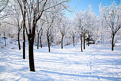 大雪覆盖图片