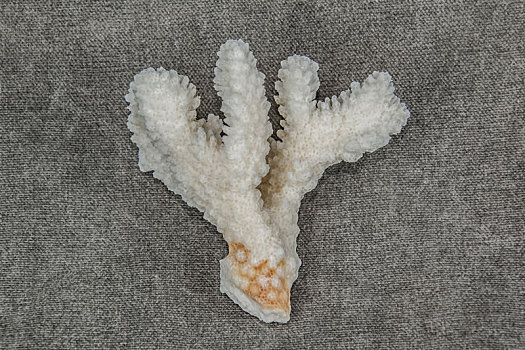 海洋生物刺胞动物门珊瑚虫晶石