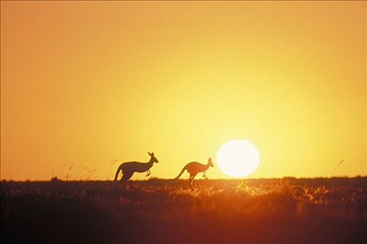 红袋鼠,一对,剪影,日落,国家公园,澳大利亚