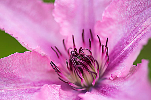 铁线莲,花,特写