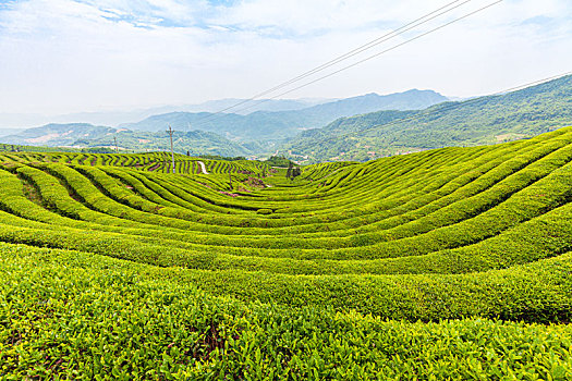 晴日里的茶场很壮观