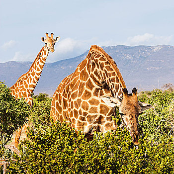 长颈鹿,肯尼亚