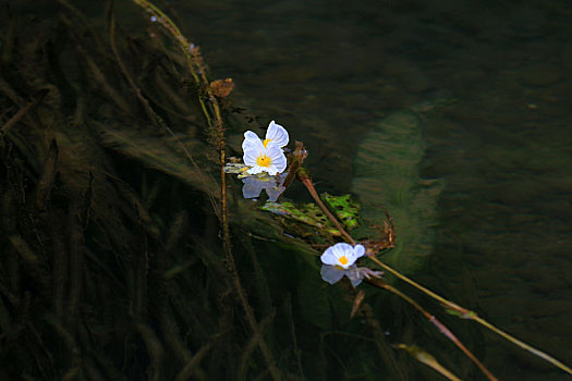 海菜花