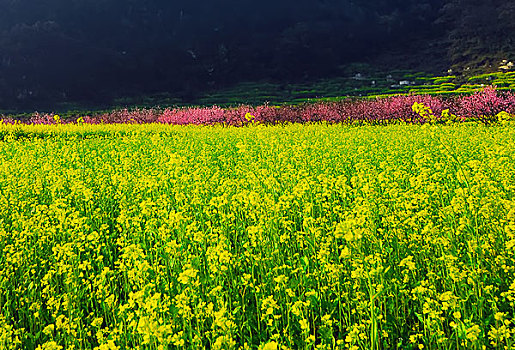 油菜花