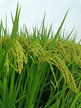 稻田,稻穗,稻谷
