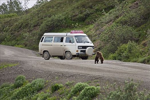 两个,春天,大灰熊,幼兽,玩,公园,道路,靠近,德纳里峰国家公园,阿拉斯加
