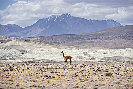 小羊驼,高原,区域,智利,南美
