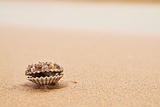 沙滩上的贝壳,海滩上的海贝