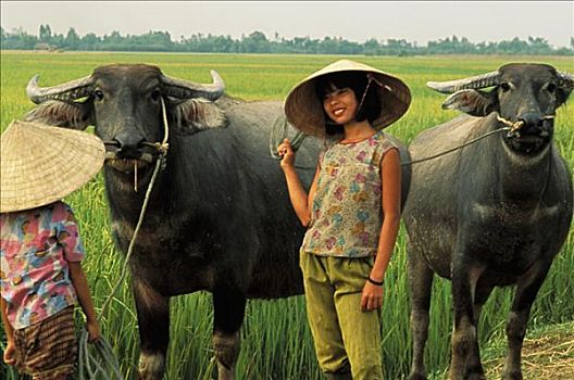 越南,微笑,女孩,水,水牛,稻田,地点