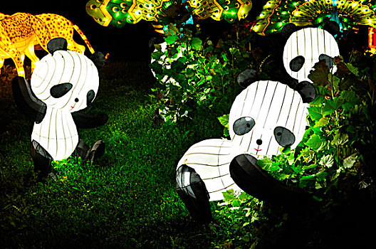 熊猫,草,光亮,中国,灯笼,节日,夜晚,安大略省,地点,多伦多,加拿大