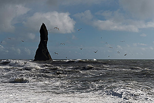 海浪,海鸥,火山岩,海滩,顶峰,靠近,南海岸,冰岛,欧洲