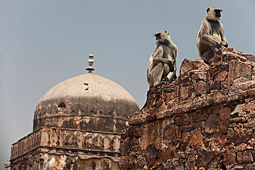南方,灰叶猴,两个,成年人,坐,墙壁,历史,要塞,伦滕波尔国家公园,拉贾斯坦邦,印度,亚洲
