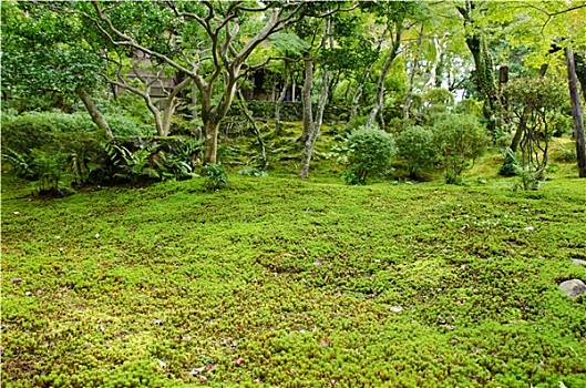 苔藓,日式庭园