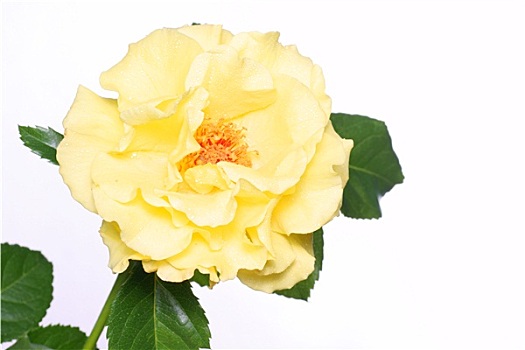 黄玫瑰,隔绝,白色背景,背景