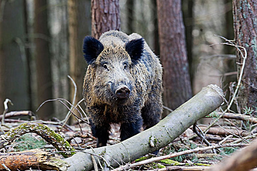 野猪,獠牙动物,野生园,野生动植物园,莱茵兰普法尔茨州,德国,欧洲